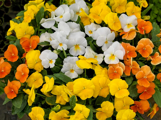 Viola Seeds Colormax Citrus Mix 50 Thru 500 Annual