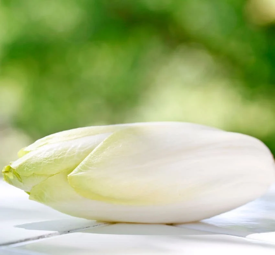 Chicory White Gold Seeds - Or Blanc Heirloom Vegetable Non Gmo