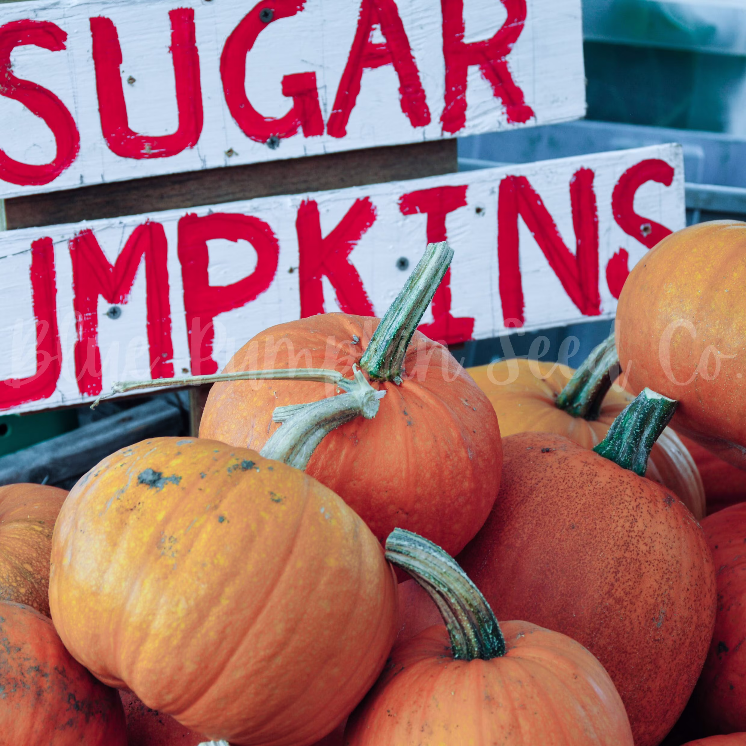 Sugar Pumpkin | Heirloom/C.pepo Seeds Pie Pumpkin Seeds, New England Pumpkin, Pumpkin, Pie Seeds
