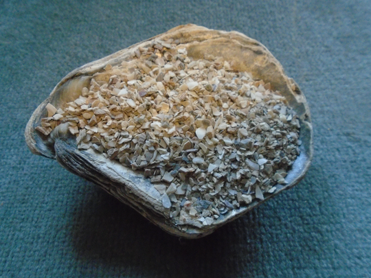 Oyster Shell Grit & Powder. Economy Pack. 75G For Snails All Types Of Isopods, First Class Or Second Post
