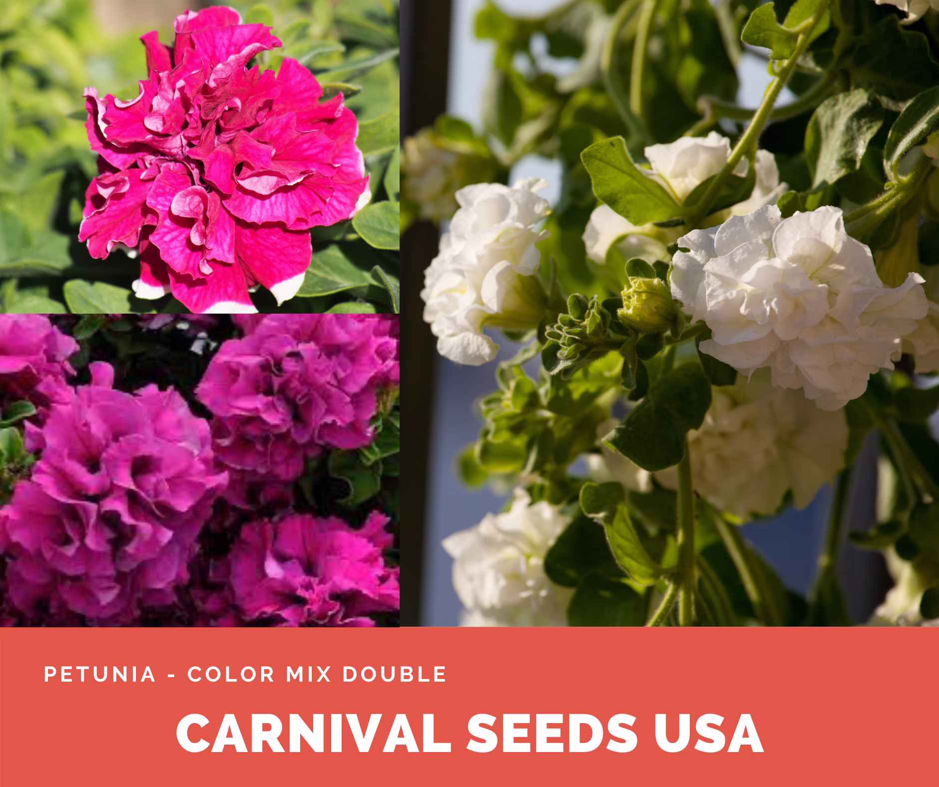 Petunia - Color Mix Double 25 Seeds Flower