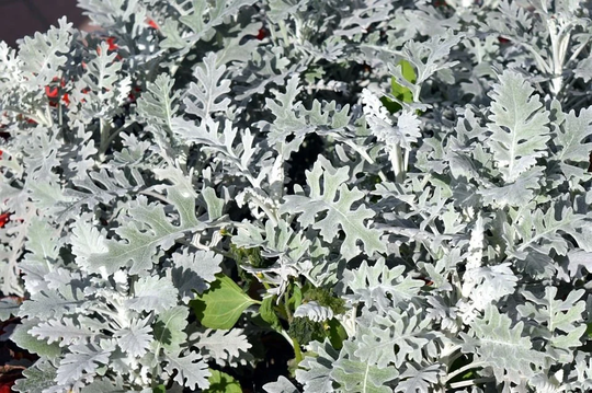 Cineraria Maritima Silver Dust, Approx 200 Seeds Excellent Summer Bedding Plants