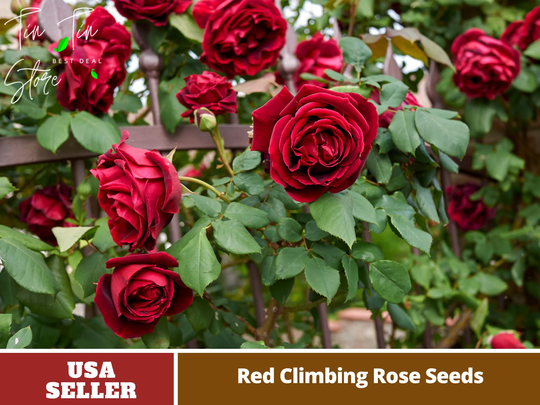 30 Rare Seed-Red Climbing Rose Seeds - Perennial -Authentic Seeds-Flowers -Organic. Non Gmo -Vegetable Seeds-Mix Seeds For Plant-B3G1 #1102