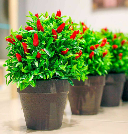 Grow Your Own Chilli Plant Kit