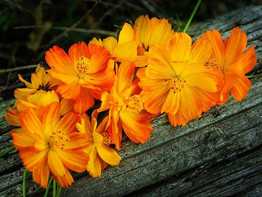 Cosmos Indonesian Kennikura Seeds - Sulphureus Heirloom Annual Flower