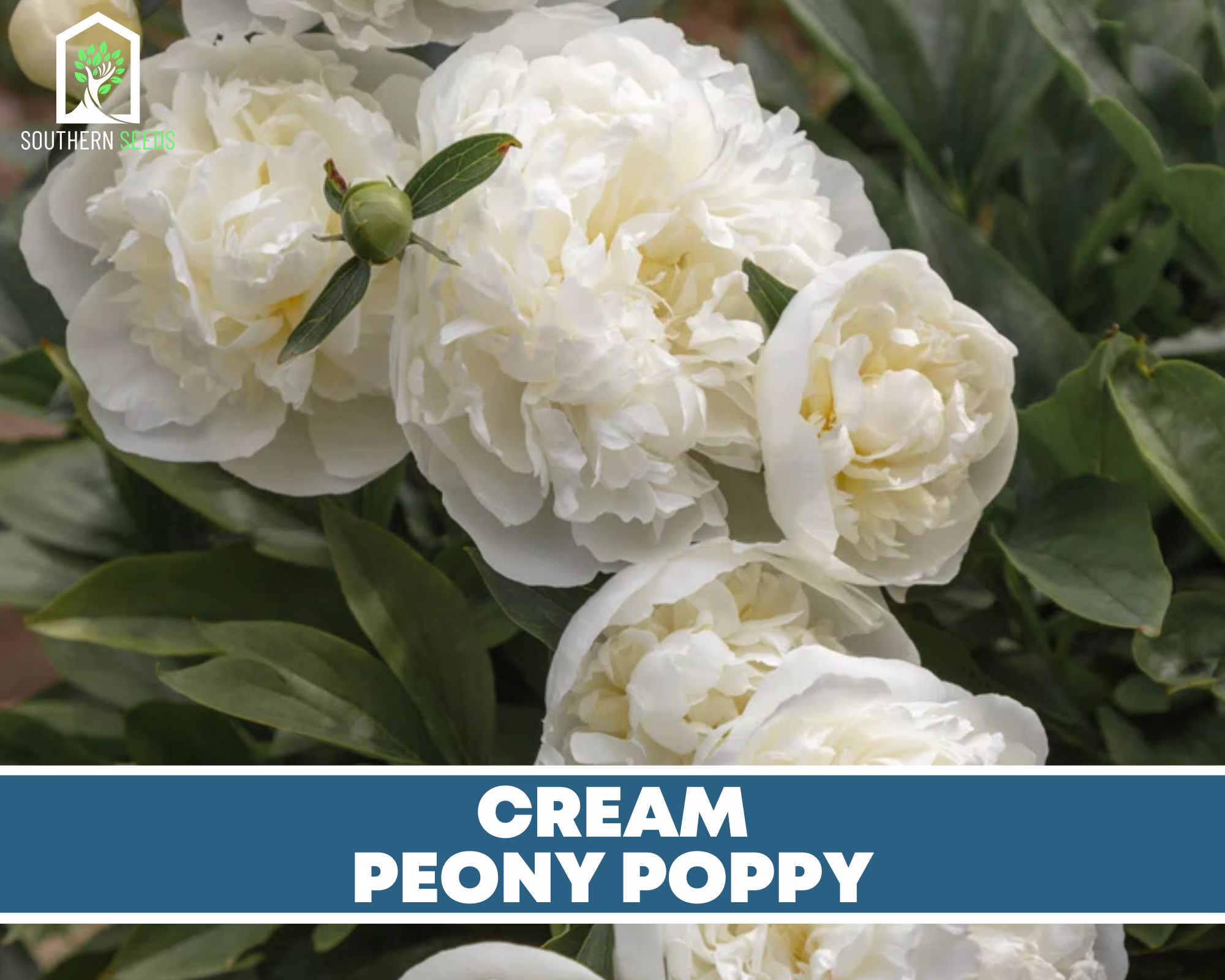 Peony Poppy, Cream - 100 Seeds Beautiful Large Flower | Papaver Paeoniflorum