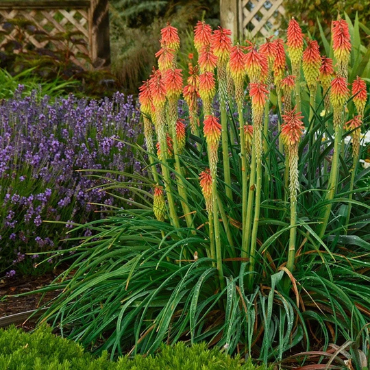 Red Hot Poker Ornamental Grass | Kniphofia Uvaria Seeds