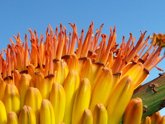 5 X Mountain Aloe Seeds, Marlothii Subsp