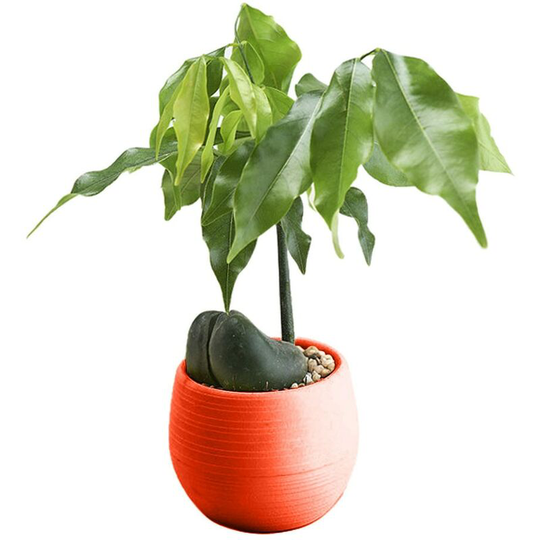 1PC Rose red Mini Flower Pots Colourful Round Plastic Plant Flower Pot planters for succulents Decor Plants Desktop Flower Pots Maceta