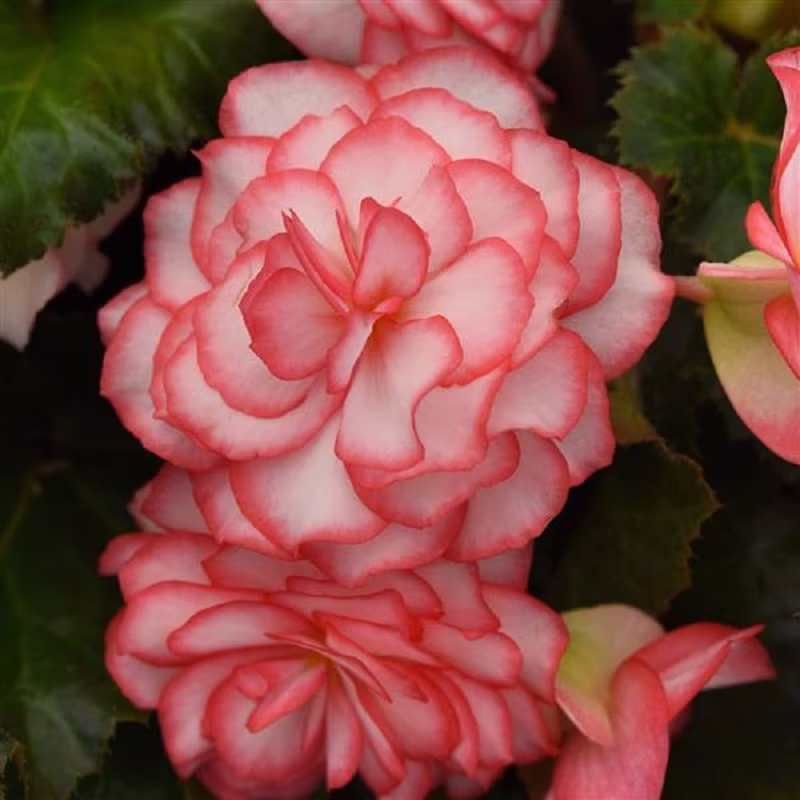 Begonia Seeds On Top Pink Halo 15 Thru 50 Pelleted