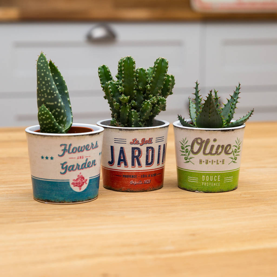 Trio Of Succulent Plants With Vintage Print Planters