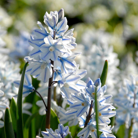 50 Puschkinia Bulbs Libanotica Russian Snowdrop| Seeds Plants | Pre Order For Dispatch Late August
