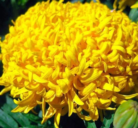 Flower Seeds Marigold Golden Domes