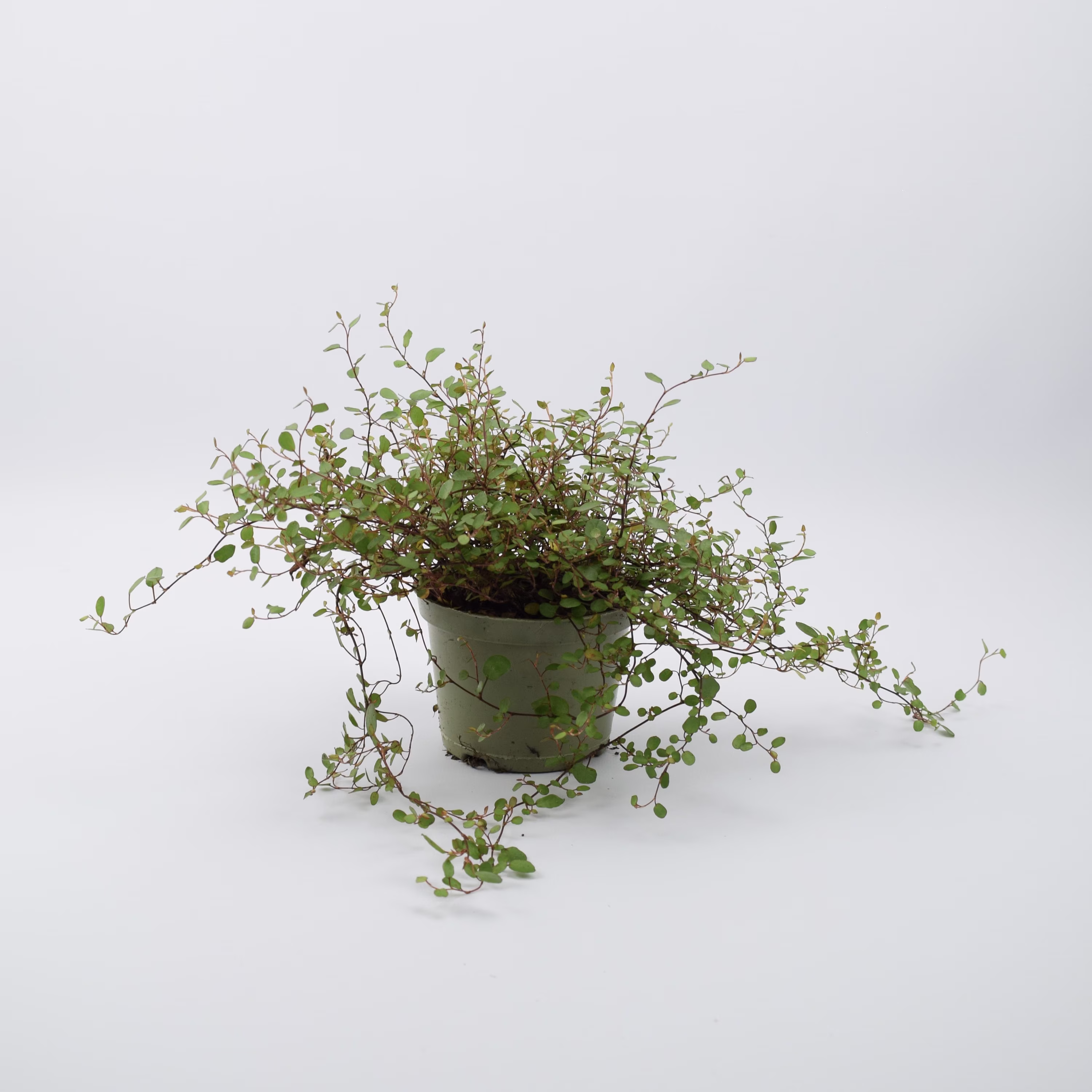 Muehlenbeckia Complexa Maidenhair Vine 11cm Pot