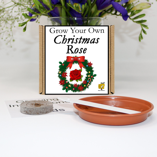 Grow Your Own Christmas Rose Plant Kit. Unusual, Gardening Gift, Birthday, Kids, Children, Him, Her, Seeds, Teacher Gift