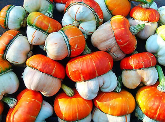 Gourd Ornamental - Turkish Turban 5 Seeds Cucurbita Maxima Annual Climber