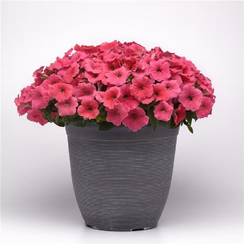Petunia Seeds Easy Wave Coral 100 Thru 500 Pelleted Bulk