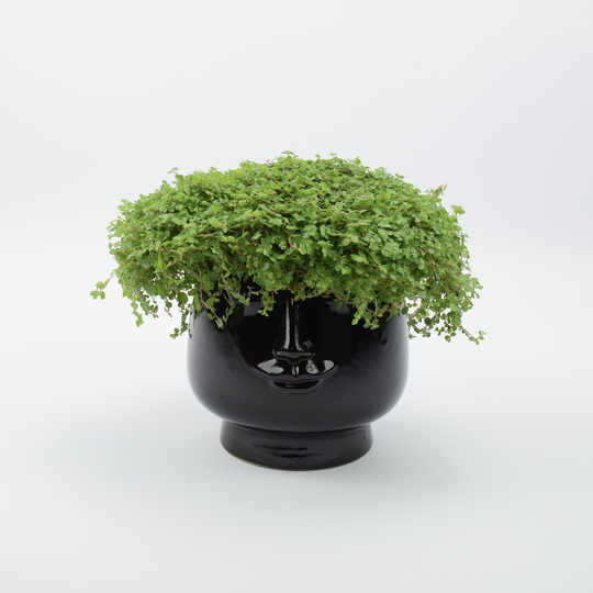 Soleirolia in Black Face Ceramic