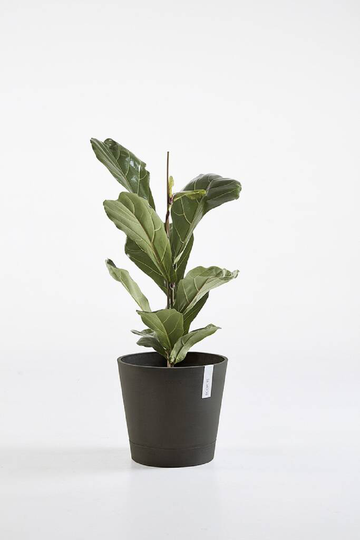 Ecopots Venice 30cm Smartpot Made From Recycled Plastic