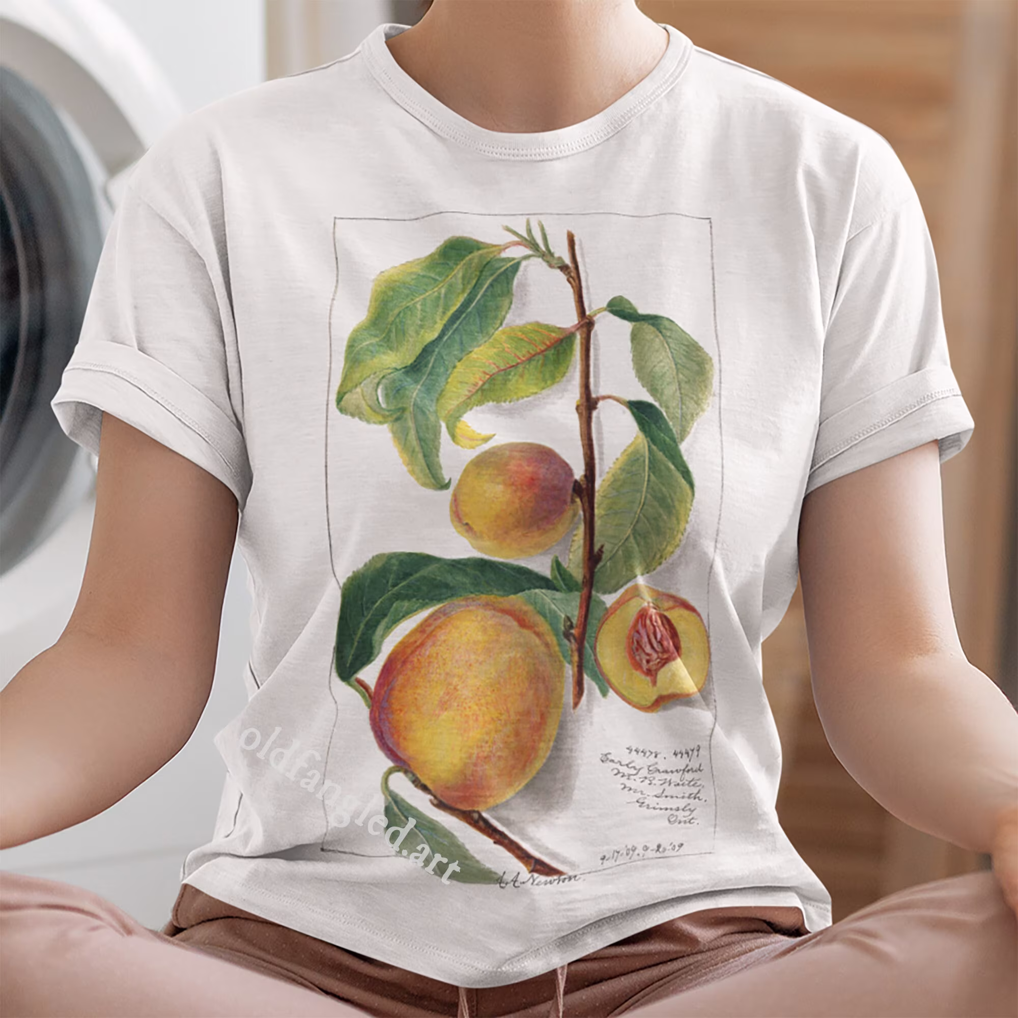 Peach | Prunus Persica | 1909 - Unisex Organic T-Shirt, Vintage Style Botany T-Shirt