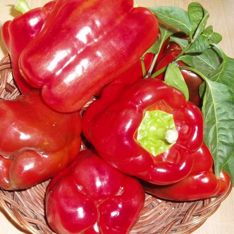 Sweet Pepper Palana Babur Seeds Heirloom Non Gmo For Planting | 202965