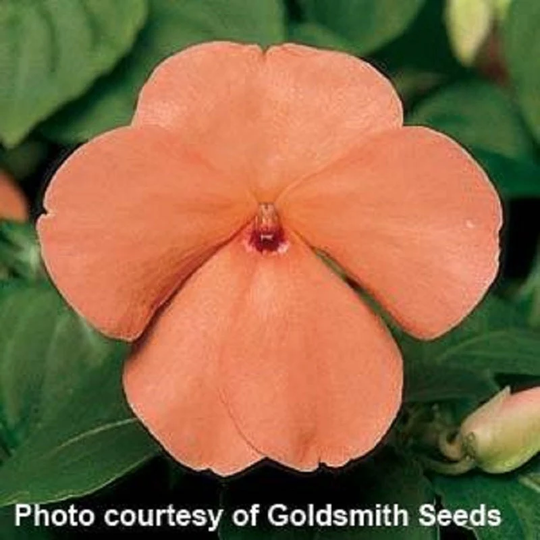 Impatiens Seeds Accent Salmon 100 Thru 1, 000 Bulk Walleriana