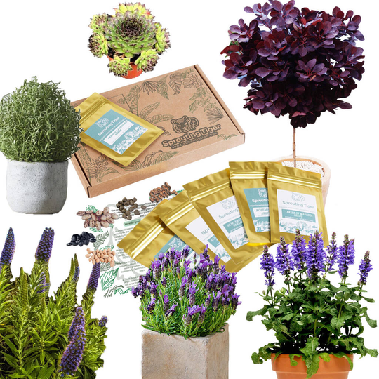 Grow Your Own Exotic Mediterranean Garden Gift Set