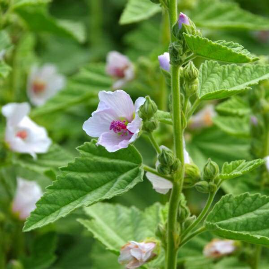 Marshmallow Seeds | Althaea Officinalis, Organic