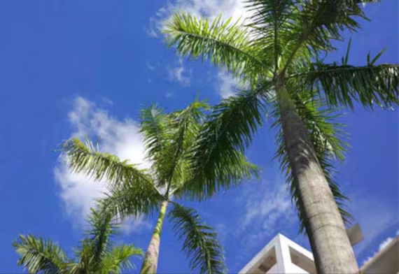 5 Fox Tail Palm Seeds Wodyetia Bifurcata F4013