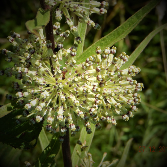 Tall-Green Milkweed Aka A. Hirtella Seeds