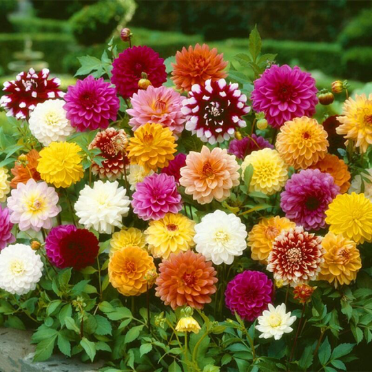 200 dahlia seeds mixed color seeds flowering tubers autumn early spring planting