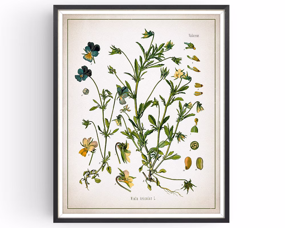 Hearts-Ease - Botanical Print Vintage Viola Art Medicinal Plant Botany Decor Kitchen Unframed