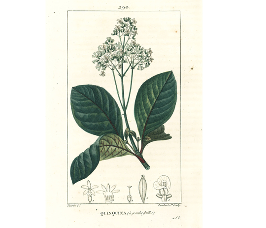 1831 Antique Cinchona Officinalis Print Quinine Medicinal Plant Botanical Art For Framing Decor