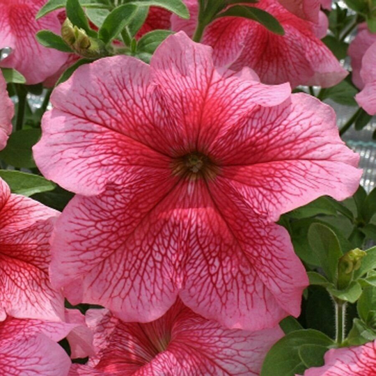 Petunia F1 Strawberry Sundae, Approx. X25 Seeds Bedding, Tub & Basket Plant