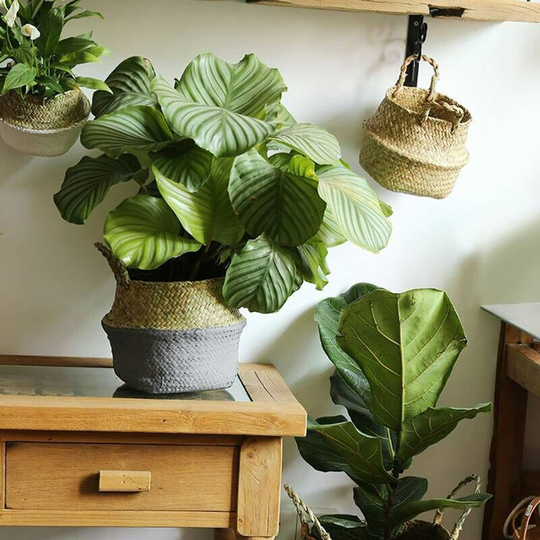 Briday - Supplier Foldable Storage Basket Creative Natural Seagrass Rattan Straw Wicker Folding Flower Pot Baskets Garden Planter Laundry