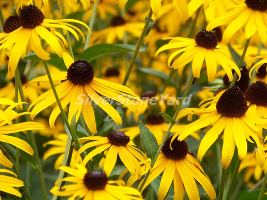 Rudbeckia Seeds, 1000000 Hirta, Ukrainian Organic Seeds, Sw761