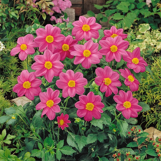 Usa Seller Mignon Rose Dahlia 25 Seeds Heirloom Hortensis
