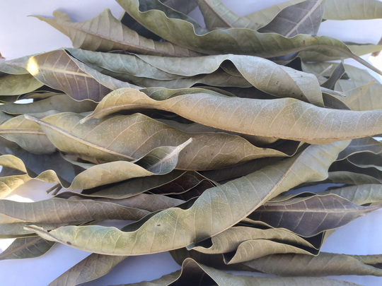 20 Dried Mango Leaves, 100% Natural, Good Quality & Flavor, Cold Or Hot, Aromatic Delicious, Free Shipping, Try Something Different