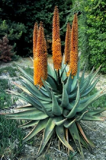 25 X Aloe Cryptopoda Seeds