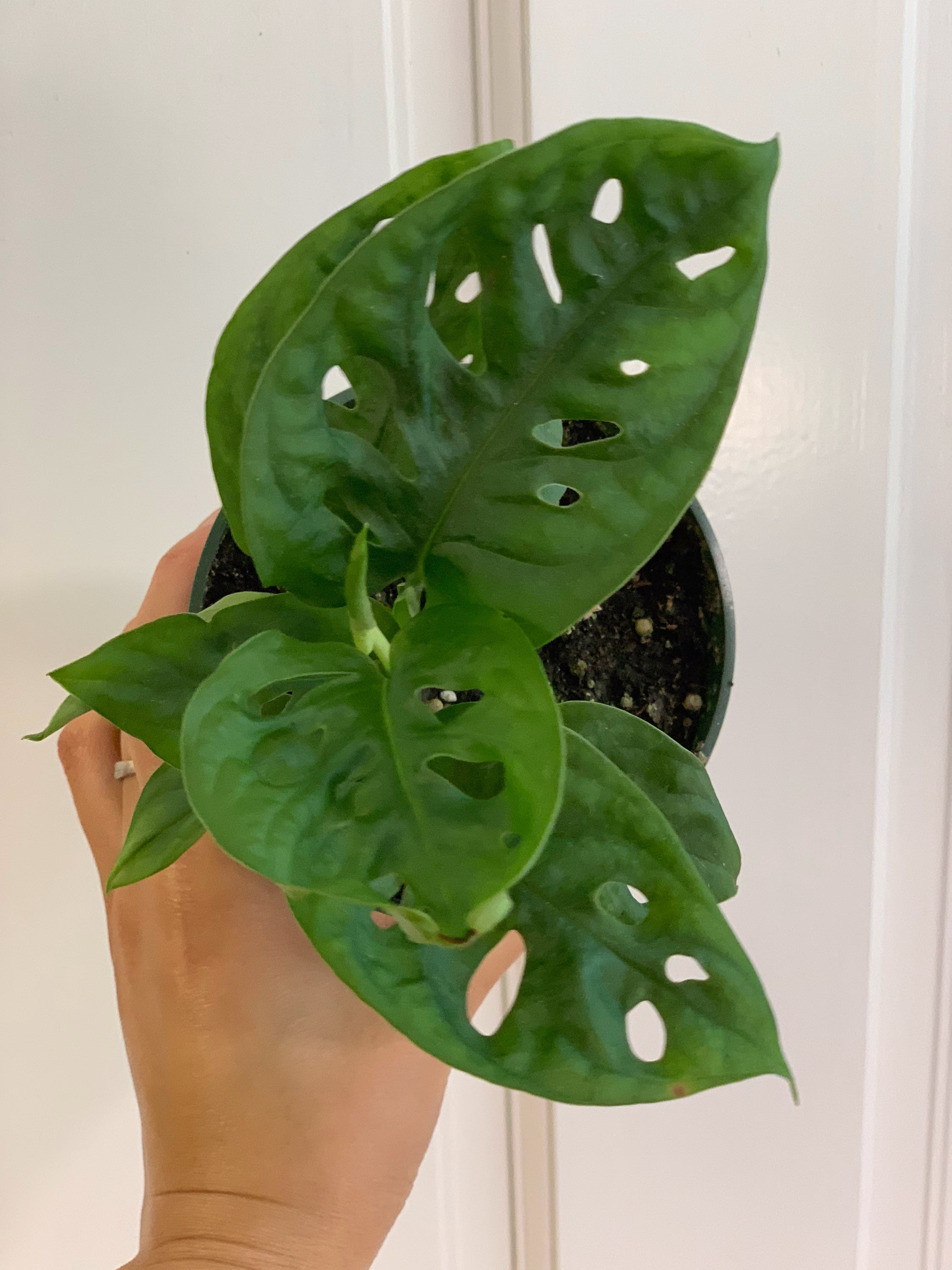 Monstera Adansonii