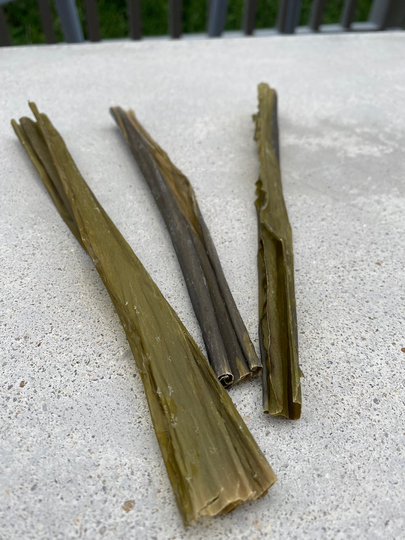 Seaweed Kelp