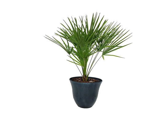 European Fan Palm With Pot & Soil - Live Tree Garden Plant Kit Large House Plants Overall Height 30" To 36