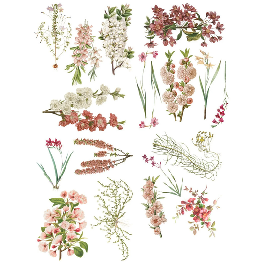 Sharon Ziv Bloom Transfers, Redesign With Prima, Sharon Ziv - 4 Sheets, 8.5''x11'' Each, Floral, Herb Transfer, Rub On Transfers