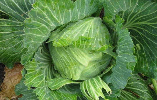 Cabbage Brunswick Vegetable Seeds Brassica Oleracea Variety Approx. 900 Seeds