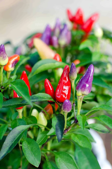 25 Rainbow Hot Chilli Seeds - Mix Pepper 6 Colours | UK Seller