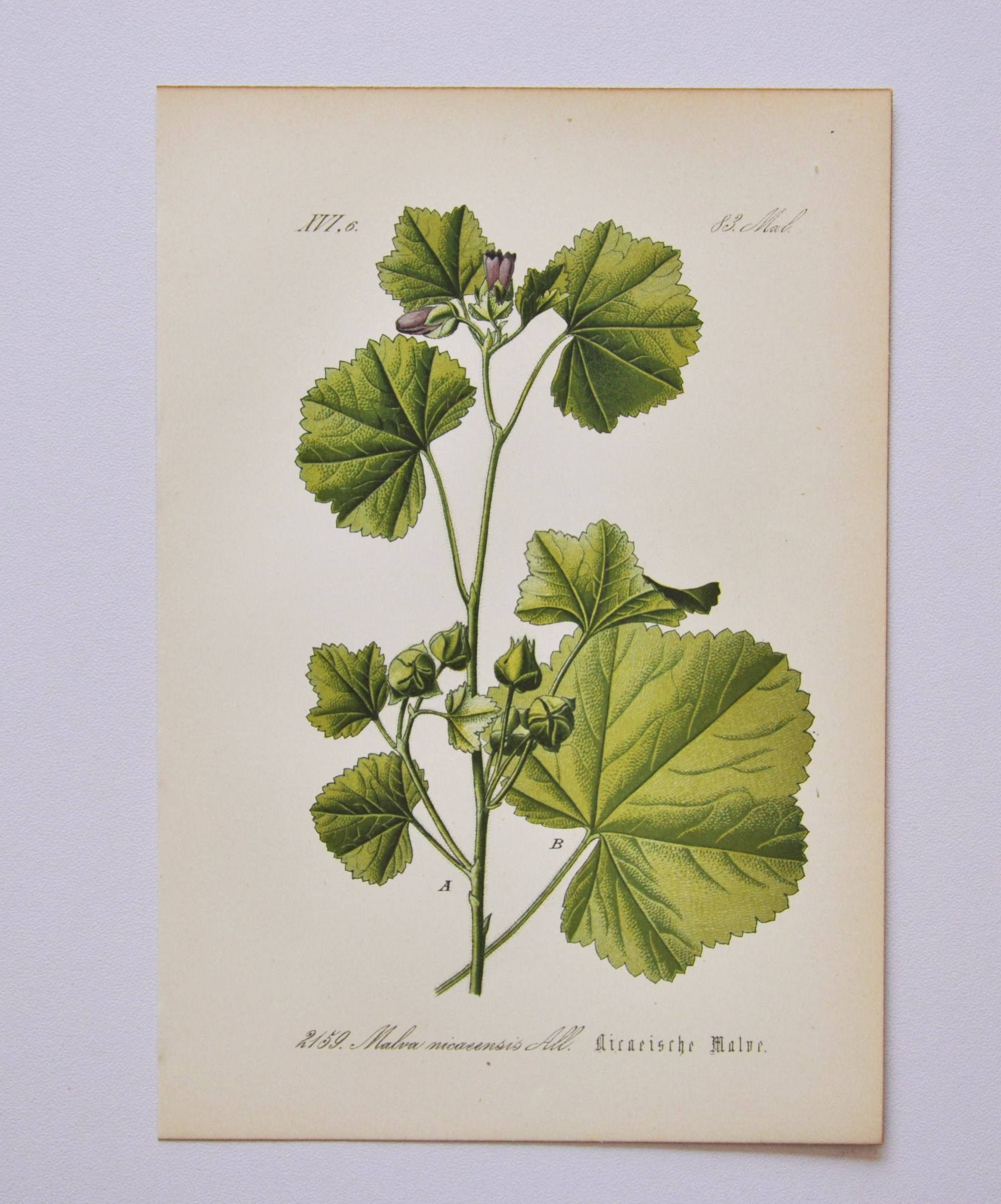 Bull Mallow Or French Print - Original Antique Botanical 1880S Malva Nicaeensis | Plant Flower Garden Seed Perennial Herb