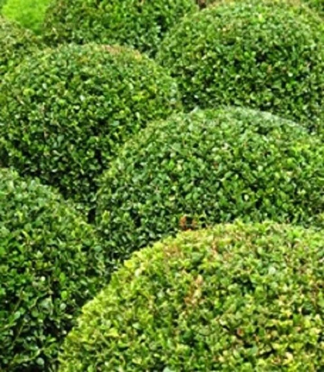 200 X Common Box Seeds | Buxus Sempervirens Tree Seeds