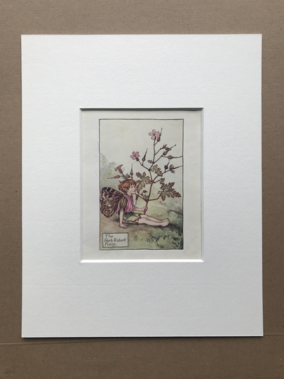 1936 The Herb Robert Fairy Original Vintage Print - Flower Cicely Mary Barker Mounted & Matted Available Framed