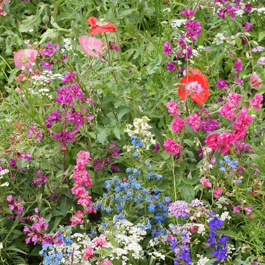 100 Pcs Partial Shade Wildflower Seed MixIncludes Beautiful Annuals, Perennials & Biennials-Fl661