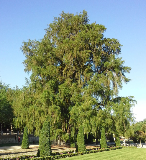 100 Taxodium Mucronatum Seeds, Mexican Cypress, Seeds Montezuma Cypress, Sabino, Ahuehuete